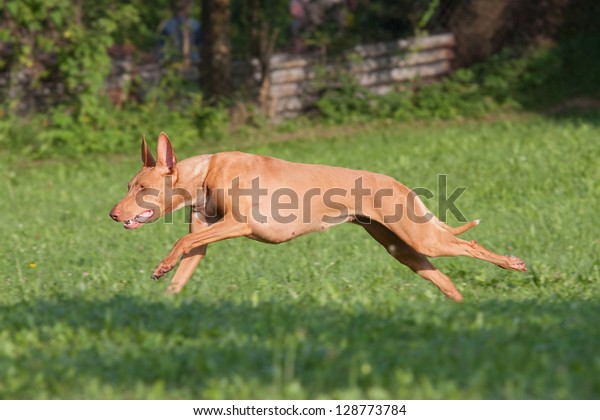 優しいファラオ犬が走る の写真素材 今すぐ編集