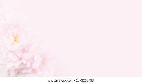 Nice Pink Floral Background For Beauty Salon, Spa Or Beauty Treatments, Rejuvenation Or Intimate Hygiene. Mother's Day, March 8th Or International Women's Day. Copy Space.