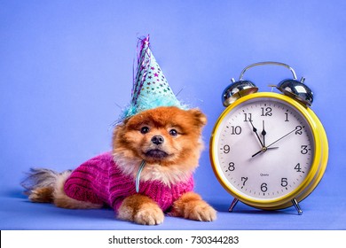 A nice Pomeranian puppy dressed in a winter way lying at the clock as a symbol of the New Year. Concept Xmas.