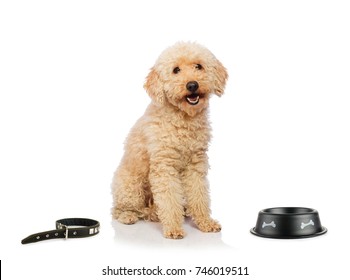 Nice Poodle Dog Isolated On White