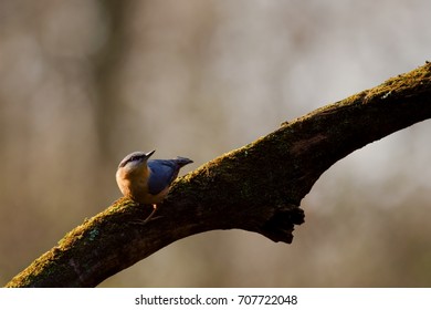 nice portrait of  Eurasian nuthatch perching on mossy brunch with plain background, close-up of songbird with black eye-stripe, Sitta europaea