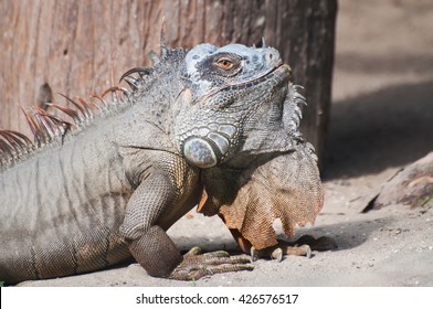 Nice Portrait Of An Iguana Sitting Peacefully On Ground In Daylight, Kolkata, West Bengal, India. Wildlife Stock Image.