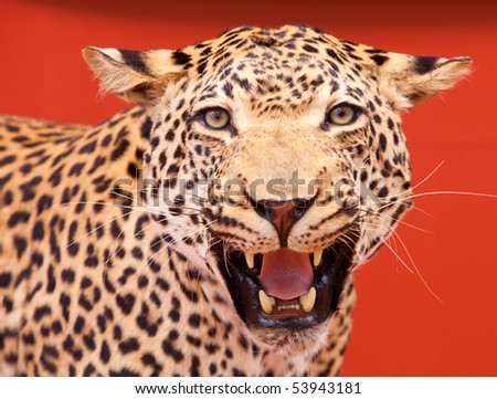 Nice portrait of a leopard stuffed with red background