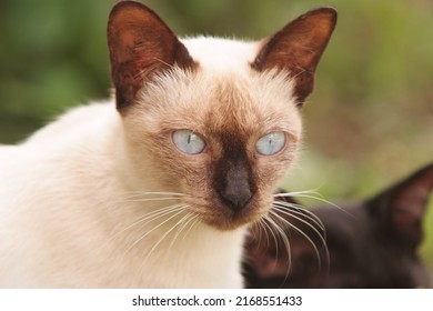 A Nice Portrait Of A White Siamese Cat.