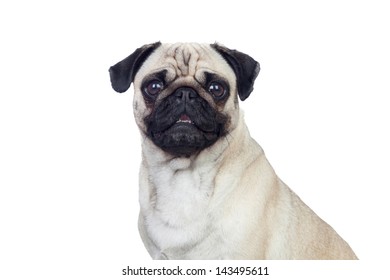 Nice Pug Dog White Hair Isolated Stock Photo 143495611 | Shutterstock