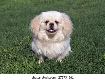 are pekingese hypoallergenic