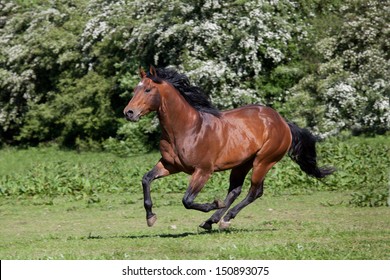 Nice Quarter Horse Running