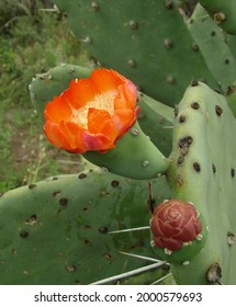 Nice Quimil Flower (Opuntia Quimilo) In Gran Chaco.
					