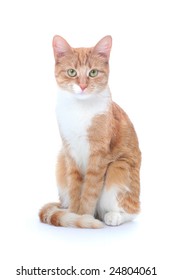 nice red cat isolated on white