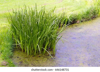 nice reed 