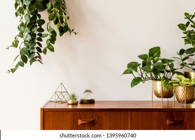 Nice and retro space of home interior with  vintage cupboard with elegant gold accessories, a lot of plants in stylish pots. Cozy home decor. Minimalistic concept. Home garden. Copy space. Template - Powered by Shutterstock