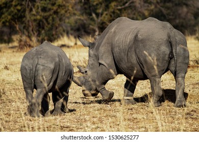 Nice Rhinos South Africa Stock Photo 1530625277 | Shutterstock