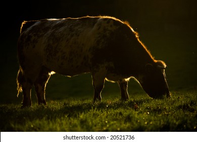 Nice Rim Light Around A Cow