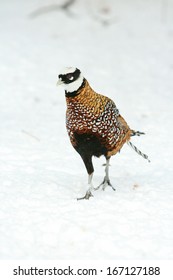 Nice Ringneck Pheasant walking on the snow in winter