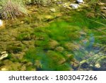 NICE RIVER BACKGROUND WITH ALGAE
