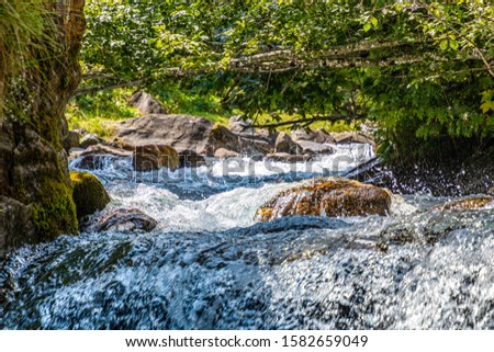 A nice river between trees - the water stream fast over some rocks 