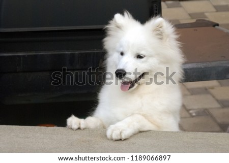 nice samoyed pup samoyed large herding stock photo (edit now
