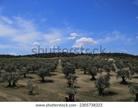 Nice scene of a field of olive trees aligned under a blue sky with few clouds