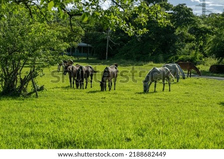 Similar – Lipizzaner, Pferderasse, Slowenien, Europa