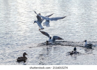 37 Scary pelican Images, Stock Photos & Vectors | Shutterstock