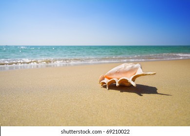 Nice Sea Shell On The Sandy Beach