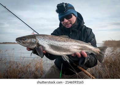 Nice sea trout from swedish coast