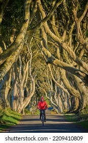 Nice Senior Woman Cycling In The Famous Beech Avenue Of Dark Hedges Near Bushmills In Northern Ireland, UK