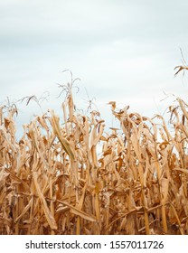 Nice Shot Of Corn In Waterloo, Iowa