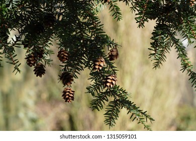 Nice Small Eastern Canadian Hemlock Cones