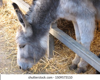 nice, small and soft catalan donkey (burro catala) eating straw at the animal fair on February 2 in Candelera of Molins