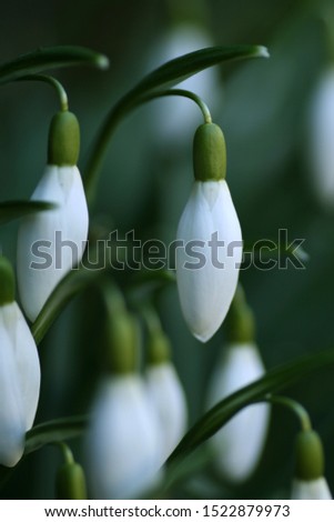 Similar – Image, Stock Photo Snowdrops (galanthus nivalis)