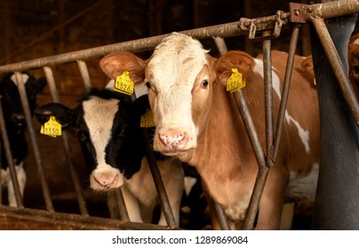 Nice soft brown colored weaned calf with her head through the fence in a stable.

