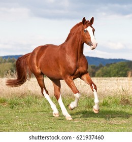 12,400 Horse sorrel Images, Stock Photos & Vectors | Shutterstock