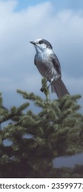 Nice specimen of a gray jay perched in a tree in the mountains in Quebec, Canada