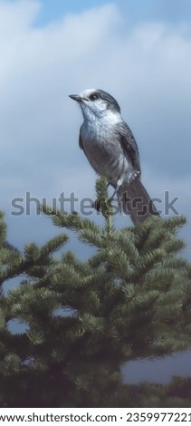 Nice specimen of a gray jay perched in a tree in the mountains in Quebec, Canada