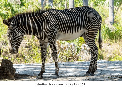Nice specimen of zebra taken in a large zoological garden
