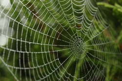 Nice Spider Net In Nature 