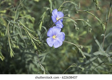 nice spring flowers