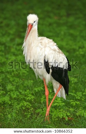 Similar – Foto Bild Storch auf grünem Rasen