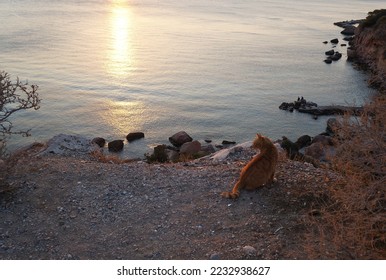 Nice stray cat looks down the sea shore - Shutterstock ID 2232938627