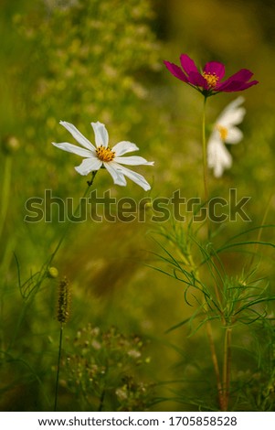 Similar – Blüh, kleine Blume! Blüte