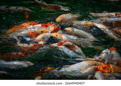 Nice swarm of koi karp in lake with optical distorsions of picture under water