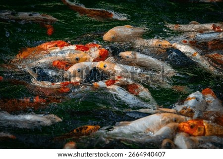 Nice swarm of koi karp in lake with optical distorsions of picture under water