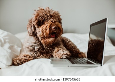 Nice and sweet spanish water dog working from his laptop on top of the bed above a white quilt at home. Lifestyle