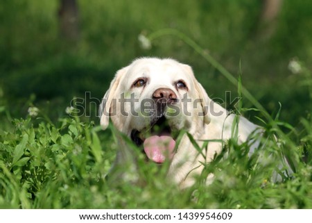 Similar – Dog in the grass, looking for something?