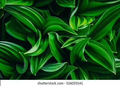 grüne und saubere pflanzliche Blätter mit schöner und strukturierter Struktur