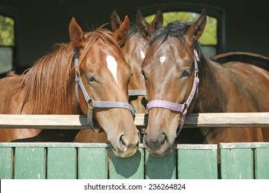  Nice thoroughbred foals in the stable door. Purebred chestnut racing horses in the barn