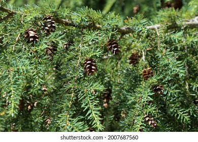 Nice Tiny Canadian Hemlock Cones