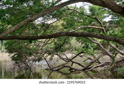 Nice Tree Beside Lake , Nice Landscape