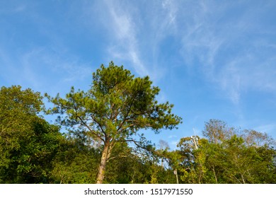 Nice tree with blue sky the background
